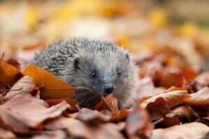 Hedgehog in autumn leaves