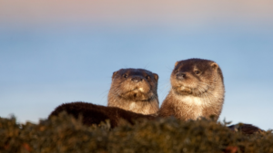 Policies relevant to your volunteering