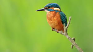 Benefits of volunteering